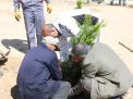 گزارش تصویری مراسم روز درخت کاری و تقدیر از نیروهای باغبانی دانشگاه